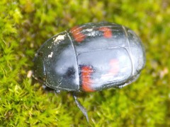 Hister quadrimaculatus