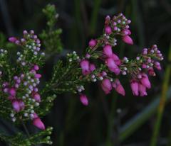 Erica tenella