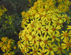 Senecio polyanthemoides
