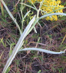 Senecio polyanthemoides