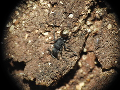 Polyrhachis erato
