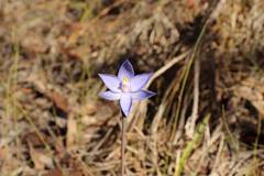 Thelymitra macrophylla