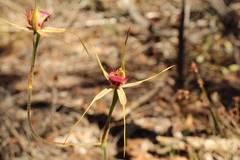 Caladenia decora
