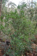 Notelaea ligustrina