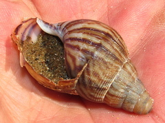 Cochlitoma granulata