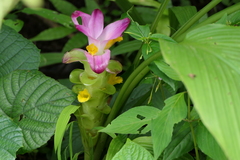 Curcuma