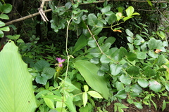 Curcuma