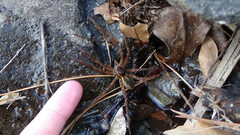 Dolomedes dondalei