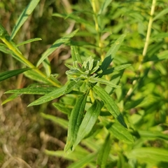 Asphondylia solidaginis