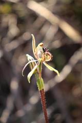Caladenia barbarossa