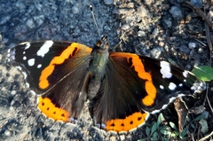 Vanessa atalanta