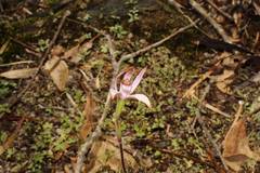 Caladenia hirta rosea