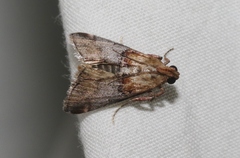 Cacozelia basiochrealis