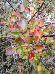 Betula nana