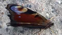 Aglais io