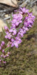 Agathosma pungens