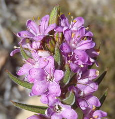 Agathosma pungens