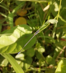 Aciagrion approximans