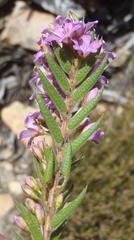 Agathosma pungens