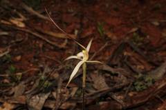 Caladenia microchila