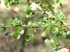 Phyllanthus microcladus