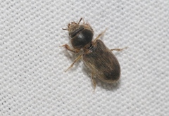 Heteroceridae