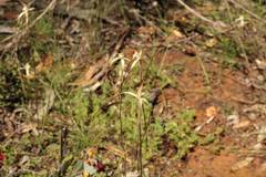 Caladenia microchila