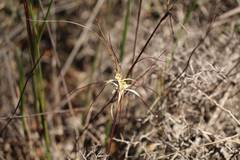 Caladenia microchila