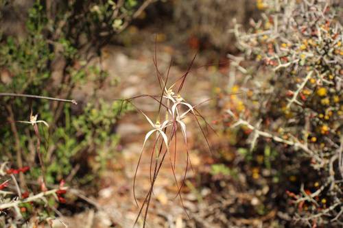 Image of Caladenia microchila by (c) Em Lamond, some rights reserved (CC BY)