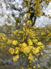 Acacia rigens