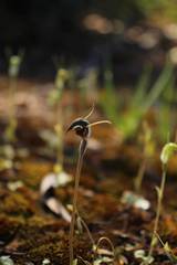 Pterostylis allantoidea