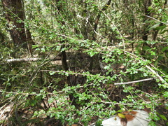 Phyllanthus microcladus