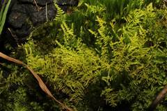 Thuidiopsis sparsa
