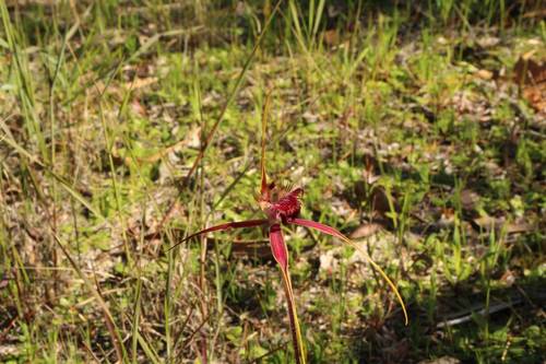 Image of Caladenia decora by (c) Em Lamond, some rights reserved (CC BY)