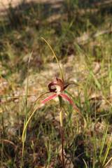 Caladenia decora