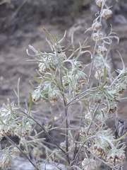 Artemisia jacutica