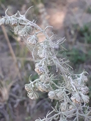 Artemisia jacutica