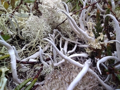 Thamnolia vermicularis