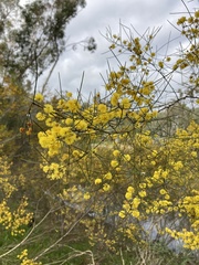 Acacia rigens