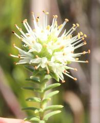 Campylostachys cernua