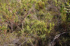 Campylostachys cernua