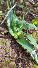 Colchicum eucomoides