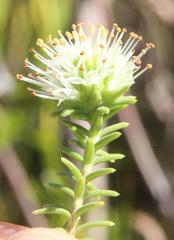 Campylostachys cernua