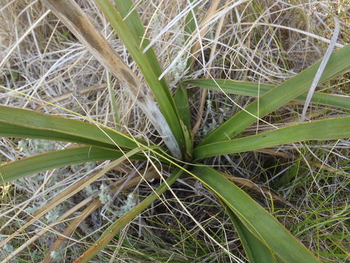 Kniphofia bruceae, photograph 2