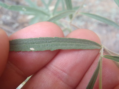 Brickellia venosa