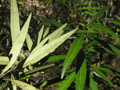 Samadera bidwillii
