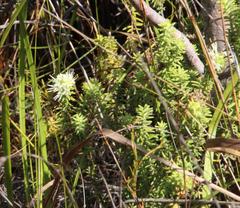 Campylostachys cernua