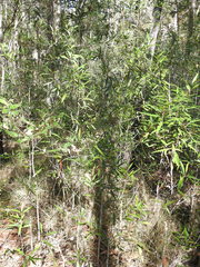 Samadera bidwillii