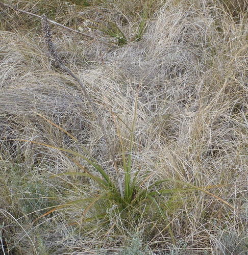 Kniphofia bruceae, photograph 3