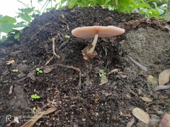 Fungi